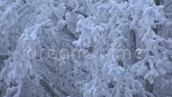 匈牙利橡树林寒冷的冬季4K视频的预览图