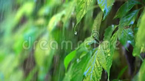 热带雨林水滴流向热带植物慢镜头视频的预览图