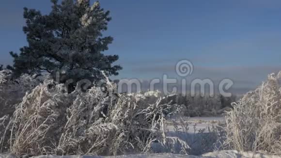 冻僵的草在冬风中摇曳白雪直到地平线美丽的风景视频的预览图