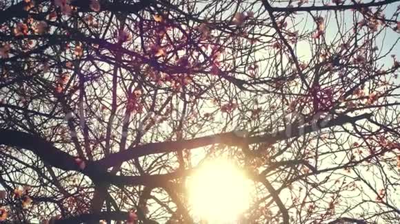 春天阳光明媚的一天美丽的盛开的树视频的预览图
