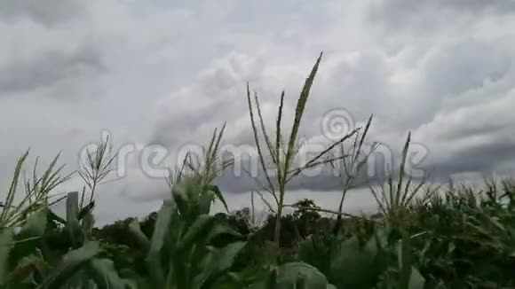 玉米被一阵风吹袭视频的预览图