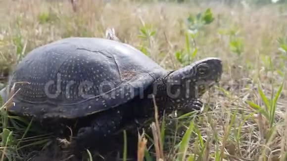 欧洲池塘海龟或欧洲池塘的细节在草地上把头藏在贝壳里视频的预览图