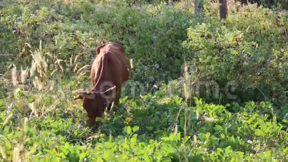 越南林省东渡区吃草的牛视频的预览图