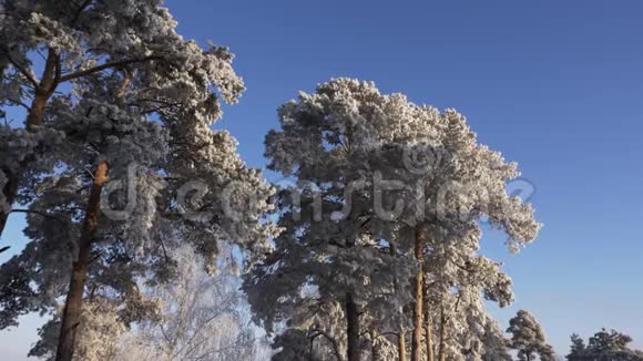寒冷的冬日松树顶部覆盖着霜冻蓝天背景视频的预览图