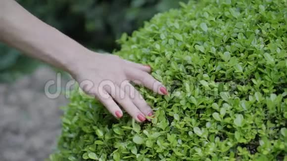 一个女孩握着灌木的手慢动作视频的预览图