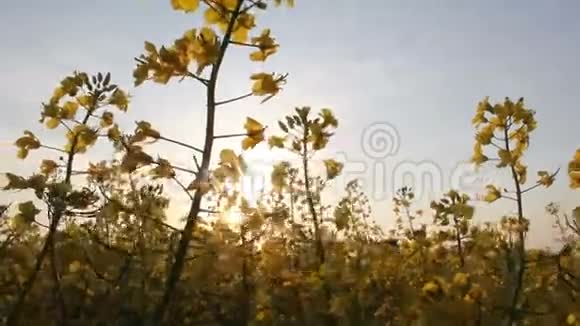 在阳光下种植油菜视频的预览图