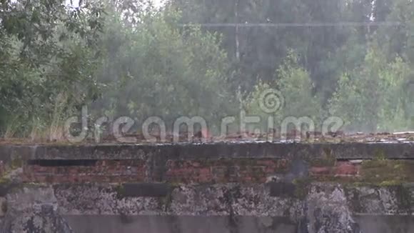 雨潮湿的树旧码头视频的预览图