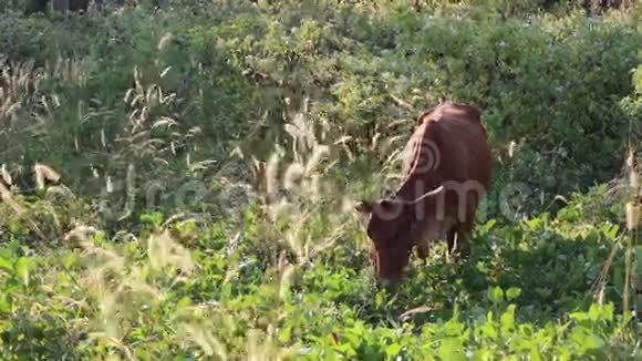 越南林省东渡区吃草的牛视频的预览图