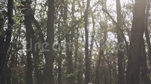 两名跑步者在秋季公园慢跑视频的预览图