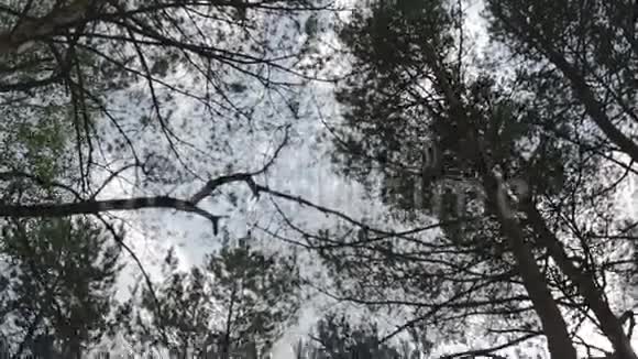 树的顶端松林视频的预览图