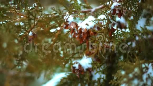 雪中覆盖的常绿冷杉树的近缘视频的预览图