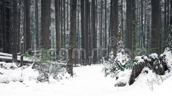 穿过白雪中的树林视频的预览图