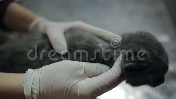 女兽医检查一只小猫的癣面积视频的预览图