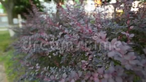伯伯里斯的灌木丛在夏天的花园里枝叶随风移动视频的预览图