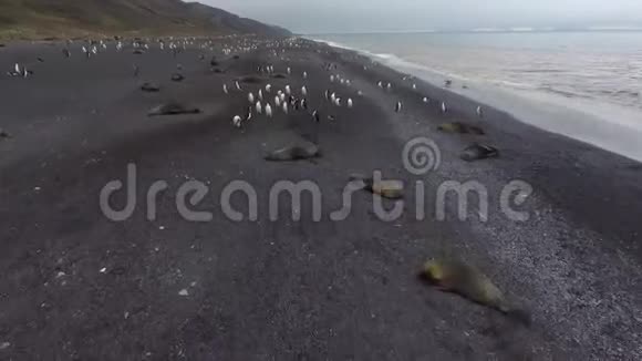 企鹅在南极海岸包围海豹安德列夫视频的预览图