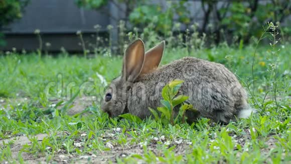 小兔子在吃草视频的预览图