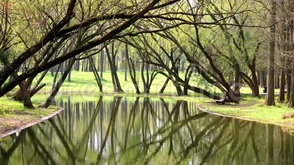 美丽的夏季景观树倒映在湖中季节变换晴天夏季公园4k慢动作视频的预览图