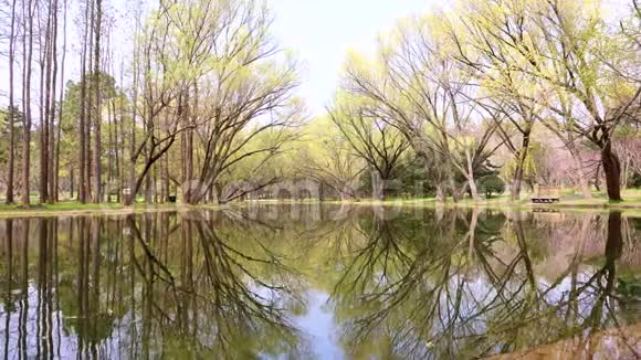 美丽的夏季景观树倒映在湖中季节变换晴天夏季公园4k慢动作视频的预览图