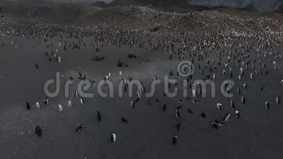 海豹沿着海滩爬到企鹅后面安德列夫视频的预览图