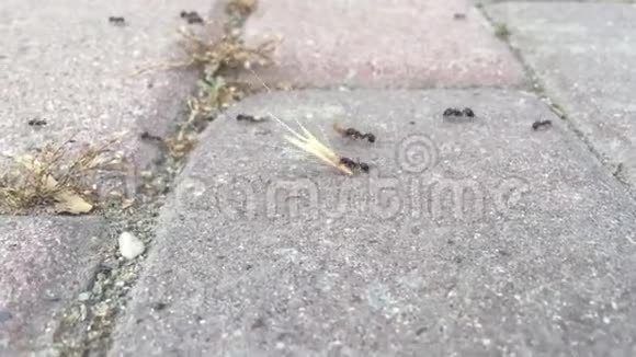 蚂蚁把麦头抱到自己的窝里视频的预览图