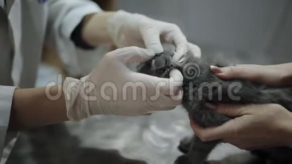 女兽医检查一只小猫的癣面积视频的预览图