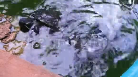 海龟在小花园游泳池游泳视频的预览图