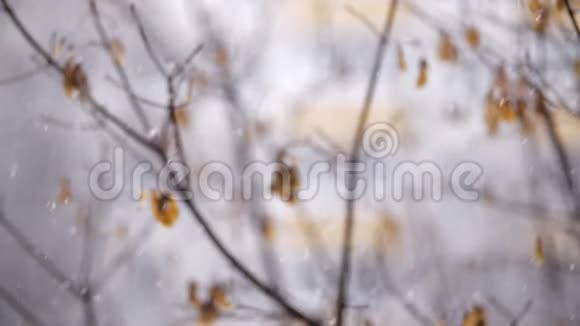 深秋的积雪和凋谢的树木视频的预览图