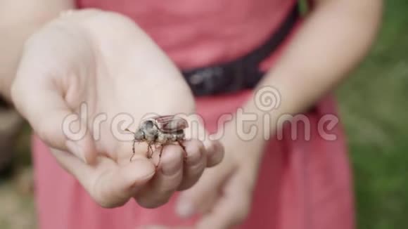 慢动作近距离金龟子从女孩的手上脱落视频的预览图