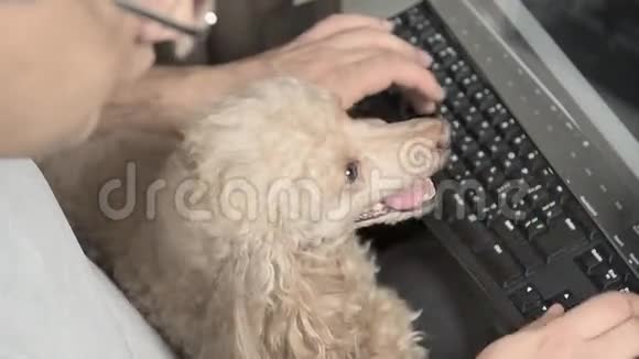 那个拿着狗在键盘上打字的人视频的预览图