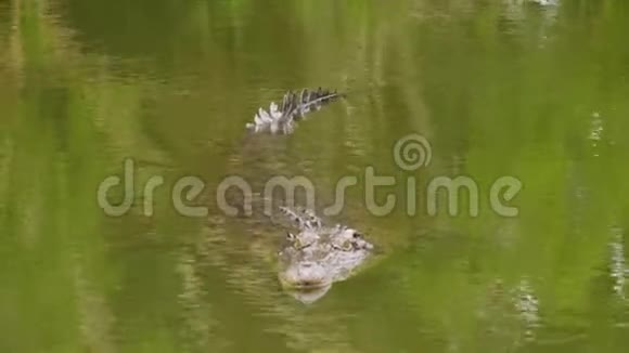 一条鳄鱼在水里滑过视频的预览图