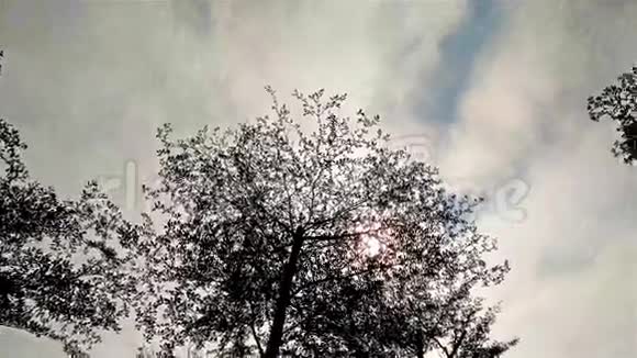 仰望天空和树梢视频的预览图