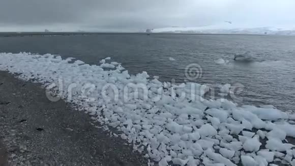 企鹅站在海岸线上的冰片和海滩上安德列夫视频的预览图