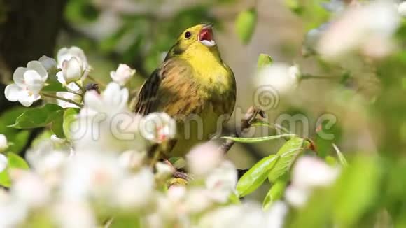 森林黄鸟在春天歌唱视频的预览图
