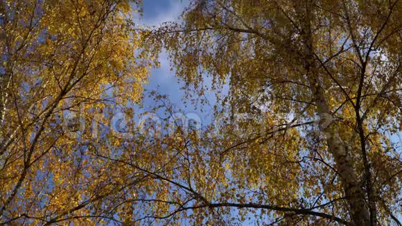 秋天惊恐地拍着树梢落叶视频的预览图