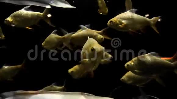 金色的鱼和白色的鱼在水下黑暗中游来游去鱼在大自然的栖息地鱼在河里视频的预览图