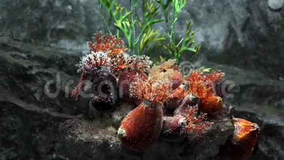 水下岩石礁上的海洋生物水下植物和生物多彩的水世界珊瑚礁水下视频的预览图