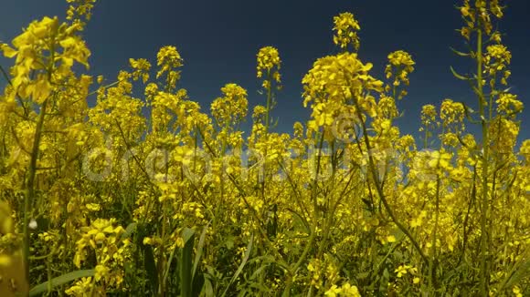 黄花蓝天风摇草蜂采花粉和平的画面视频的预览图