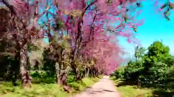 野生喜玛拉雅樱桃的高垂景观开花视频的预览图