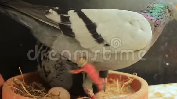 家居阁楼孵蛋的信鸽鸟视频的预览图
