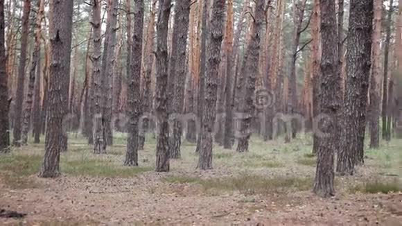 森林中的松树林视频的预览图