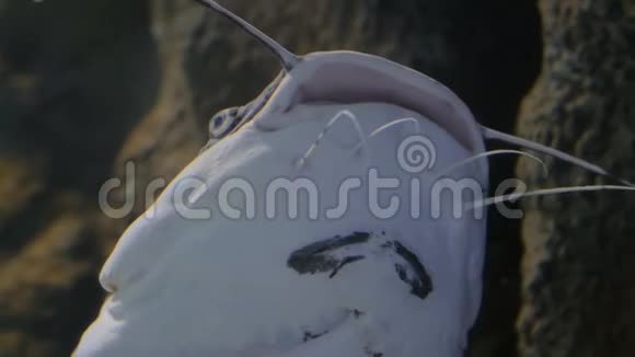 大鲶鱼头角血肌视频的预览图