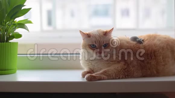 漂亮的大白红猫蓝眼睛长发懒洋洋地躺在公寓的窗台上猫是灰色的玩具老鼠视频的预览图