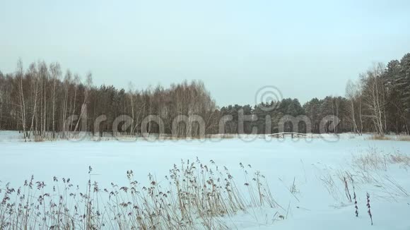 美丽的冬季景观森林湖和雪视频的预览图