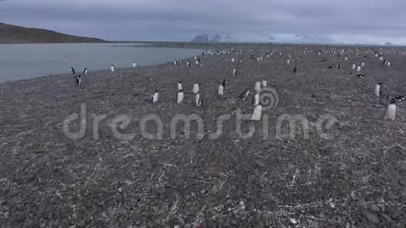 无人机沿着海滩追逐奔跑的企鹅安德列夫视频的预览图