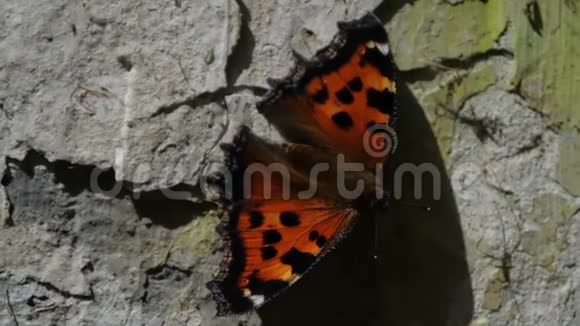 美丽的蝴蝶缓慢地坐在混凝土上视频的预览图