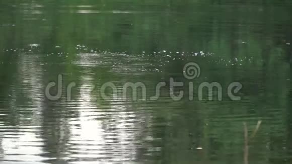 河流上的水圈和气泡视频的预览图