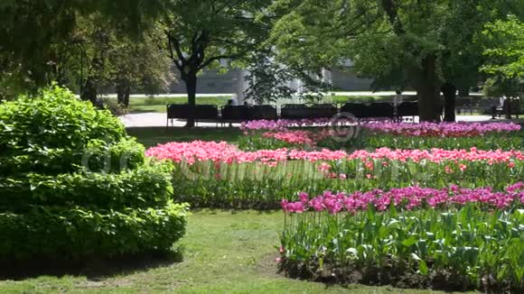许多明亮美丽的郁金香在公园的床上戈梅尔贝拉鲁斯视频的预览图