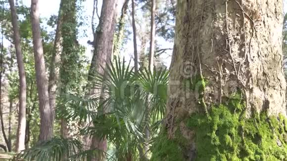 根和树干的一棵巨大的树有着丰富美丽的纹理在夏天的森林里长满了绿色的苔藓4k慢视频的预览图
