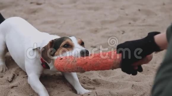 狗在海滩上玩玩具视频的预览图