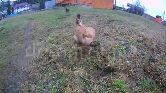 小鸡在草地上奔跑视频的预览图